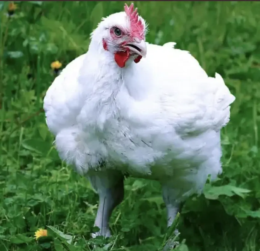 Bulk live broiler chickens