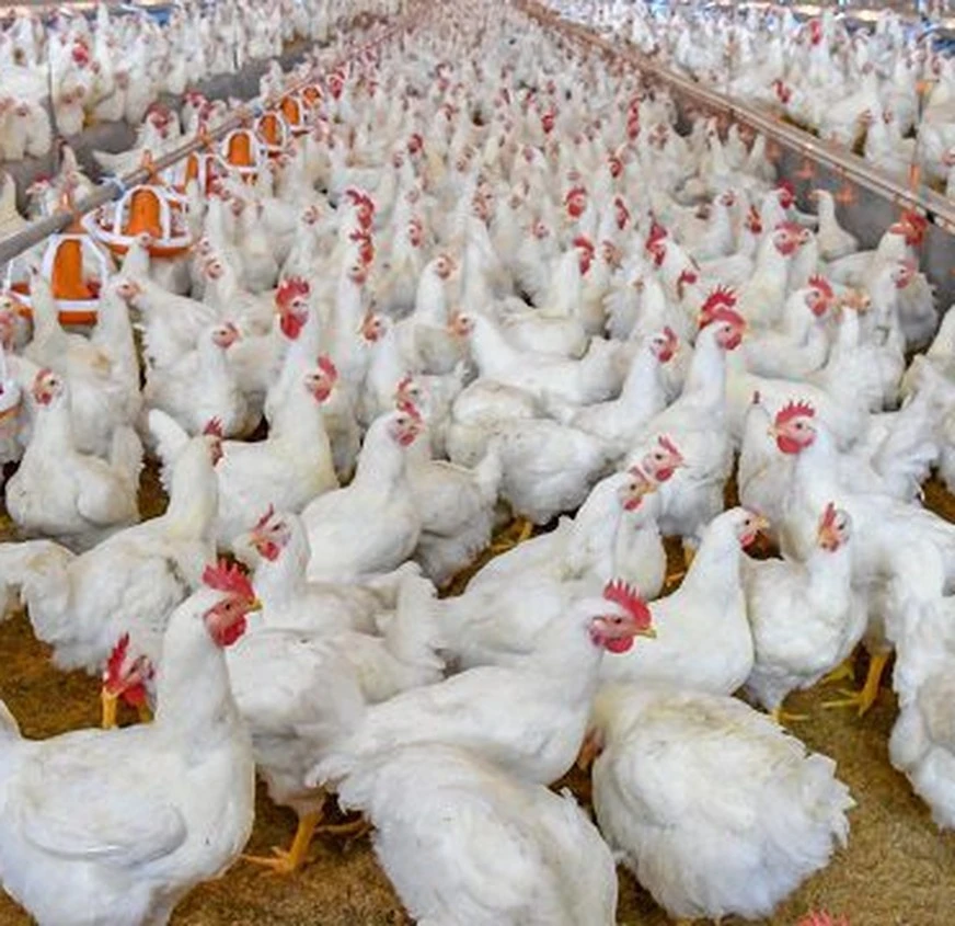 Organic raised chickens